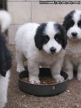 Landseer Hunde Foto 15277 Landseer Ondra vom Torfsee 7 Wochen