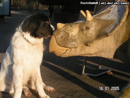 Landseer Hunde Foto 22081 in höherer Auflösung ansehen Landseer Begegnungen der anderen Art