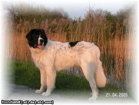 Landseer Hunde Foto 20735 Landseer Sonnenuntergang am Wasser