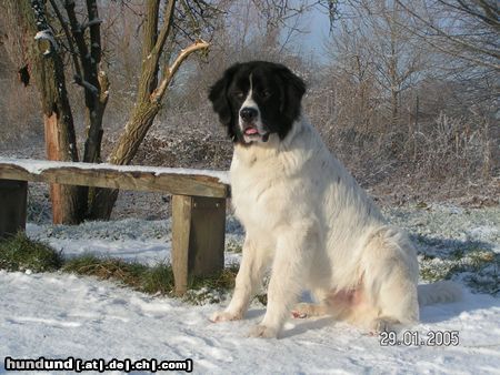Landseer Hunde Foto 20546 in höherer Auflösung ansehen Landseer Finlees erster Winter