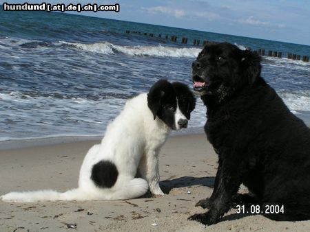 Landseer Hunde Foto 20549 in höherer Auflösung ansehen Landseer Finlee & Ronny