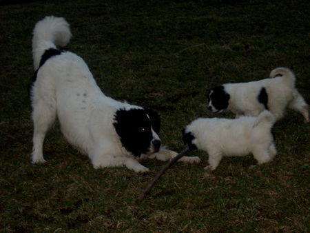 Landseer Hunde Foto 30638 in höherer Auflösung ansehen Landseer Wollt Ihr mit mir spielen (Landseer vom Seemental)
