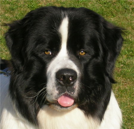 Landseer Hunde Foto 27321 in höherer Auflösung ansehen Landseer Hallo alle zusammen. Frohes Fest und Guten Rutsch