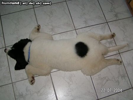 Landseer Hunde Foto 20539 Landseer Schlafposition Engel