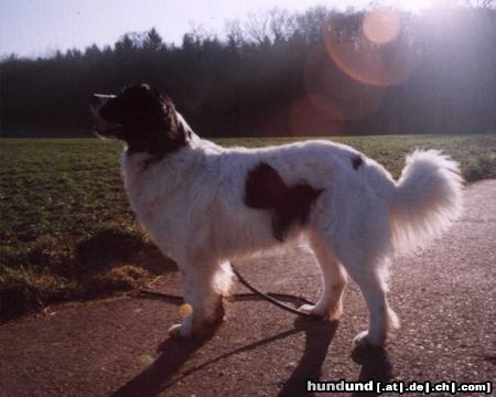 Landseer Hunde Foto 11470 Landseer Shameena 1Jahr
