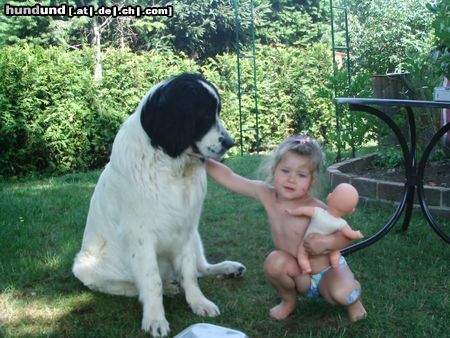 Landseer Hunde Foto 15401 Landseer mal gucken, wer von uns beiden größer wird...