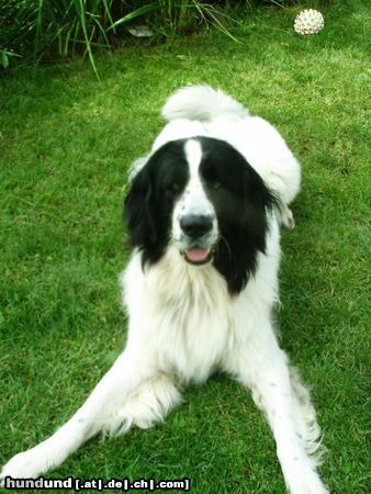 Landseer Hunde Foto 14699 Landseer Ich heiße Dinah und bin bald 2 Jahre alt