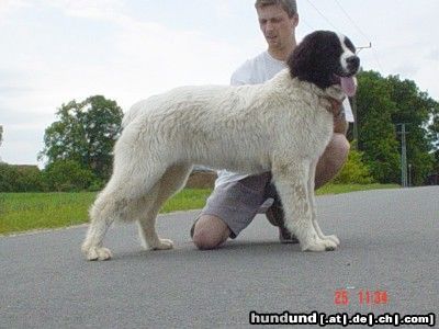 Landseer Hunde Foto 3842 Landseer Thyriane mit fast 9 Monaten