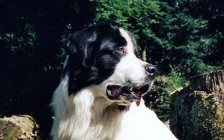 Landseer Portrait Tirango