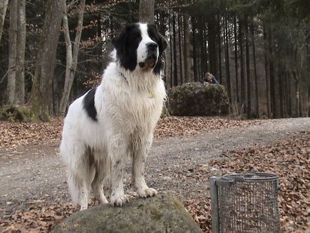 Landseer Tirango 1