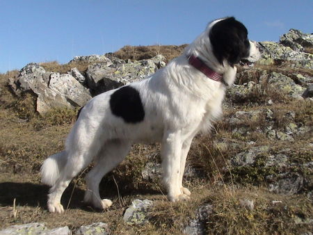 Landseer Tyra 10/2006