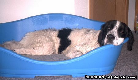 Landseer Hunde Foto 12227 Landseer Ein anstrengender Tag geht zu Ende........