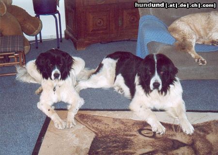 Landseer Hunde Foto 16013 in höherer Auflösung ansehen Landseer