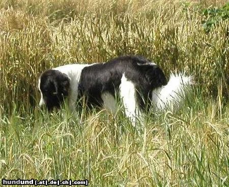 Landseer Hunde Foto 4439 Landseer Aron vom Walgenbach beim Streifzug durch die Felder