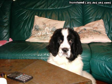 Landseer Hunde Foto 20358 Landseer bald komme ich ran