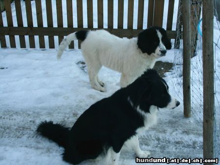 Landseer Hunde Foto 20357 Landseer wir passen auf