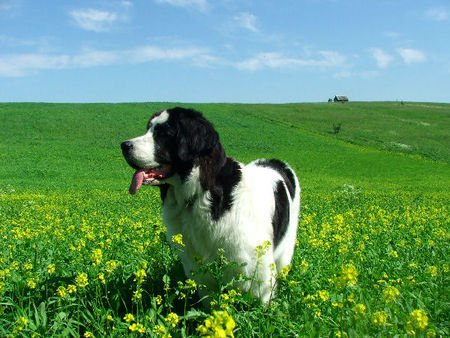 Landseer Bonyta Grafika