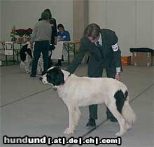 Landseer Hunde Foto 16990 in höherer Auflösung ansehen Landseer Präsentation im Ausstellungsring