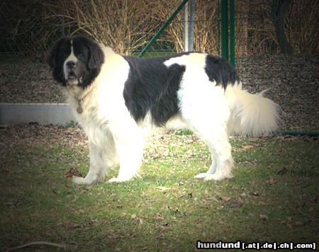 Landseer Hunde Foto 8023 Landseer Unser Schlumpfi