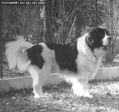Landseer Hunde Foto 7394 Landseer Kimiko von Heidenberg