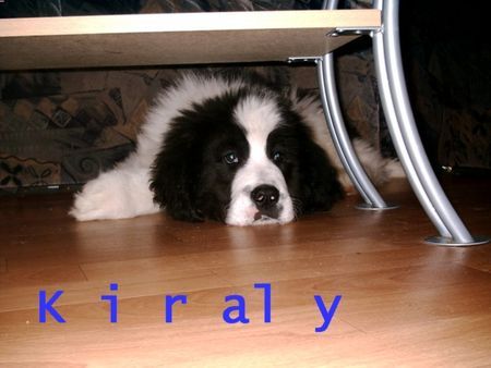 Landseer Hunde Foto 28563 Landseer Kiraly,Landseer vom Zwinger Iskander