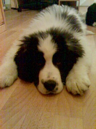Landseer Kiraly,Landseer vom Zwinger Iskander