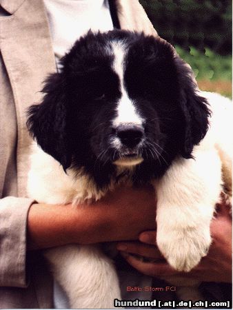 Landseer Hunde Foto 10871 Landseer Itake Grafika