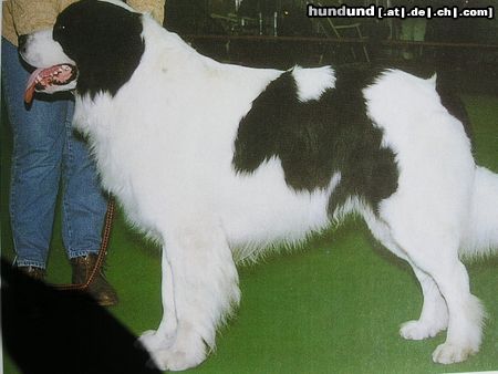 Landseer Hunde Foto 20874 in höherer Auflösung ansehen Landseer