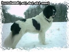 Landseer Hunde Foto 9190 Landseer Napoleon von Fierst