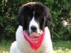 Landseer Foto: Ätsch (ID 20544) Landseer Hund