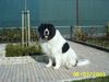 Landseer Foto: Who's the boss...? (ID 7621) Landseer Hund