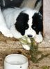 Landseer Foto: Titus (ID 6496) Landseer Hund