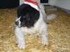 Landseer Foto: Merry X-mas (ID 7641) Landseer Hund