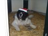Landseer Foto: Merry X-mas (ID 7640) Landseer Hund