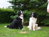 Landseer Hund