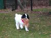 Landseer Hund