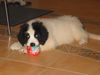Landseer Foto: Ondra vom Torfsee 11 Wochen (ID 17073) Landseer Hund