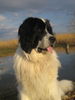 Landseer Hund