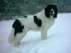 Landseer Foto: fast dreijähriger Rüde (ID 18940) Landseer Hund