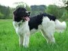 Landseer Hund