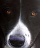 Landseer Foto: Das ist kein Foto sondern ein Ölgemälde von unserem Landseer Joschi (ID 43070) Landseer Hund