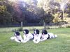 Landseer Foto: Landseer von der Schwanenburg (ID 1008) Landseer Hund