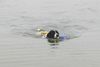 Landseer Hund