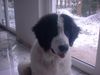 Landseer Foto: Afra 5 Monate alt (ID 18079) Landseer Hund