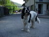 Landseer Hund