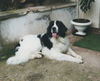 Landseer Hund