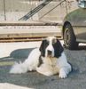 Landseer Foto: Amira mit 12 Jahren (ID 17584) Landseer Hund