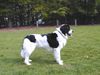 Landseer Hund