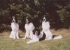 Landseer Hund