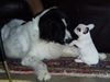 Landseer Foto: Butch & Bijou (ID 7469) Landseer Hund